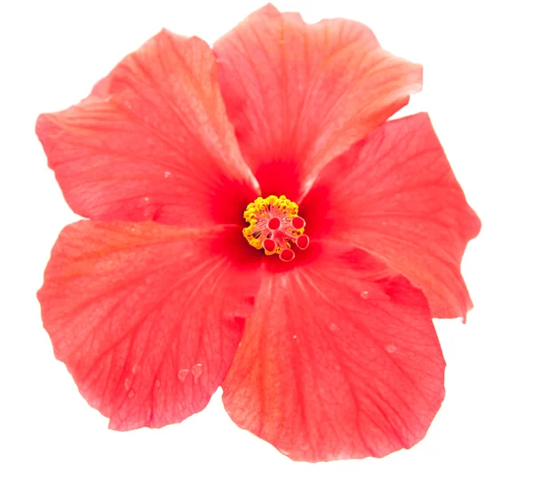 Hibiscus roșu — Fotografie, imagine de stoc
