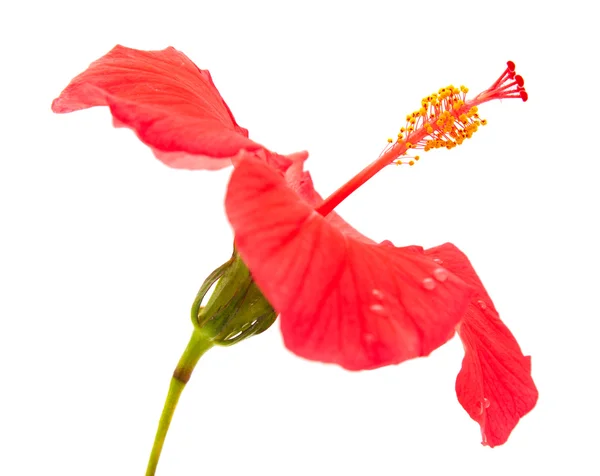 Hibisco vermelho — Fotografia de Stock