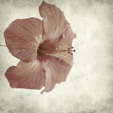 eski kağıt arka plan kırmızı ebegümeci ile dokulu