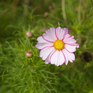 koyu ve açık pembe alacalı cosmos (cosmea) çiçek;