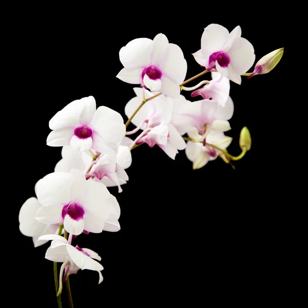 Beautiful white dendrobium orchid with dark purple centers; isolated on black background; — Stock Photo, Image