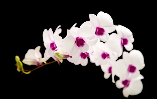 Gyönyörű fehér dendrobium orchidea, sötét lila központok; szigetelt — Stock Fotó