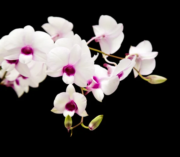 Vacker vit dendrobium orkidé med mörkt lila centra; Isol — Stockfoto