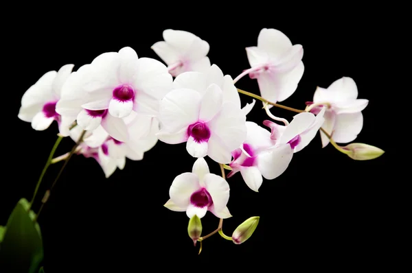 美丽的白色石斛兰带着暗紫色的中心;分离和提纯 — 图库照片