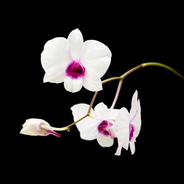 Beautiful white dendrobium orchid with dark purple centers; isol — Stock Photo, Image