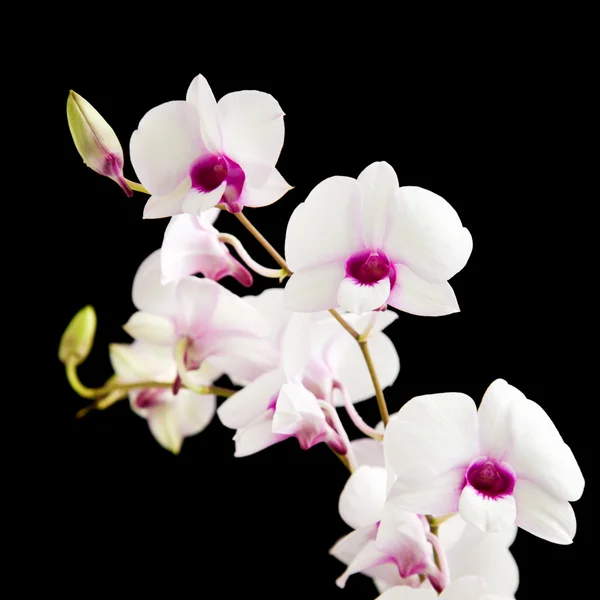 Beautiful white dendrobium orchid with dark purple centers; isol — Stock Photo, Image