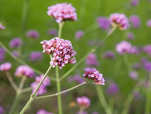 Blommande verbena bonariensis (purpletop vervain, lång verbena, clustertop verbena) — Stockfoto