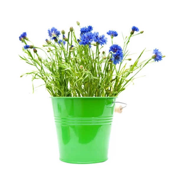 Cornflowers in ornamental green bucket isolated on white — Stock Photo, Image