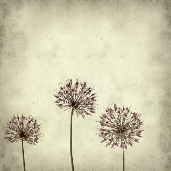 stock image Textured old paper background with ornamental allium