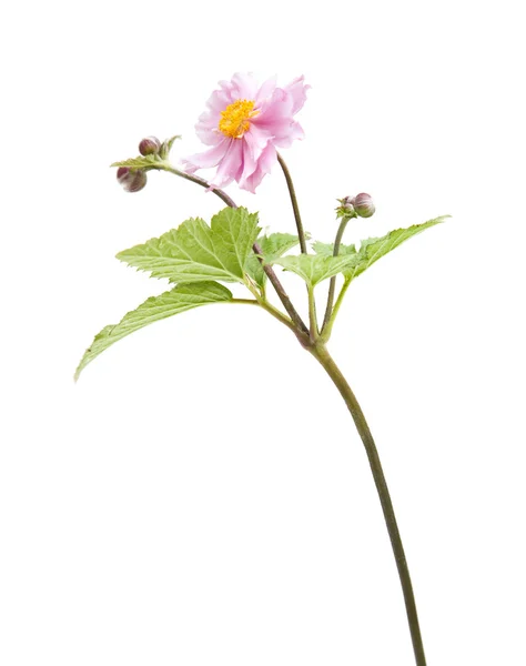 Opened flower of japanese anemone (Anemone japonica); isolated; — Stock Photo, Image