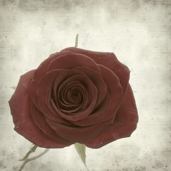 Textured old paper background with single perfect red rose — Stock Photo, Image