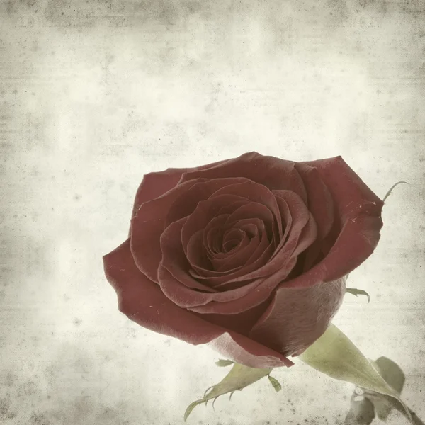 Текстурированный старый бумажный фон с одной идеальной красной розой — стоковое фото