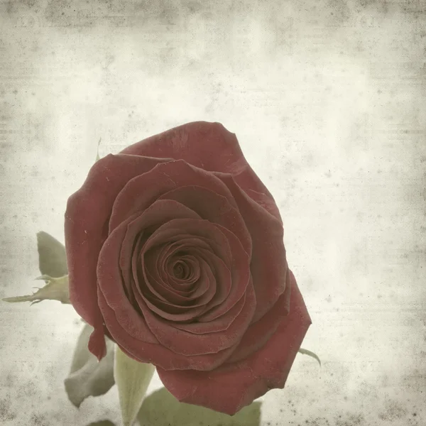 単一の完璧な赤いバラの古い紙の背景をテクスチャ — ストック写真