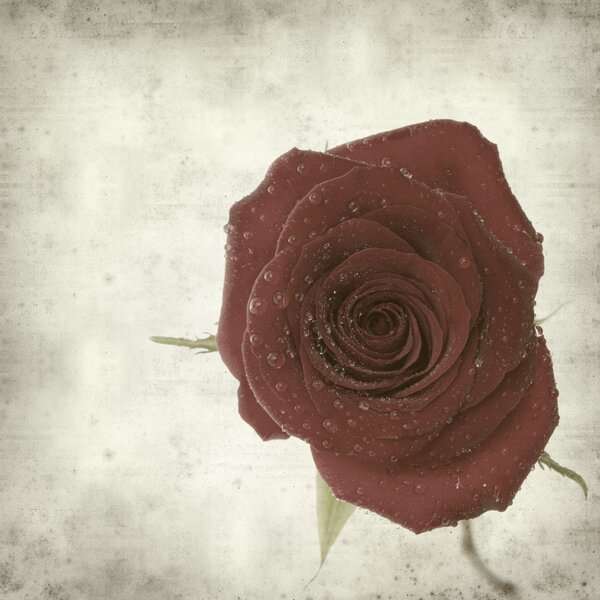 Textured old paper background with single perfect red rose