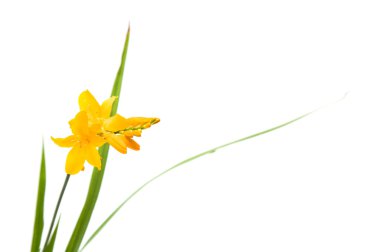 Beyaz arka plan üzerinde izole parlak sarı Arizona (montbretia, coppertips, sabit yıldızlar)