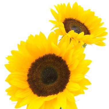 Sunflowers isolated on white clipart