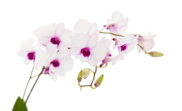 兰花与暗紫色中心，在白色背景上隔绝的美丽白色 dentrobium — 图库照片