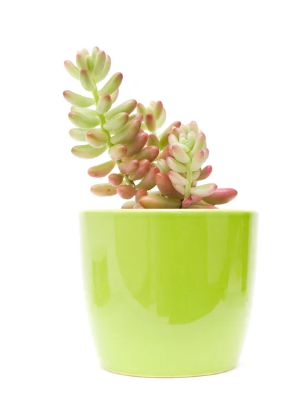 Pequena sedum (stonecrop) planta em vaso verde; isolado no fundo branco — Fotografia de Stock