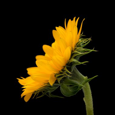 Sunflower isolated on black clipart