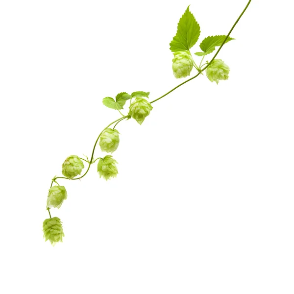 Hop (Humulus lupulus) branch geïsoleerd op een witte achtergrond; een — Stockfoto
