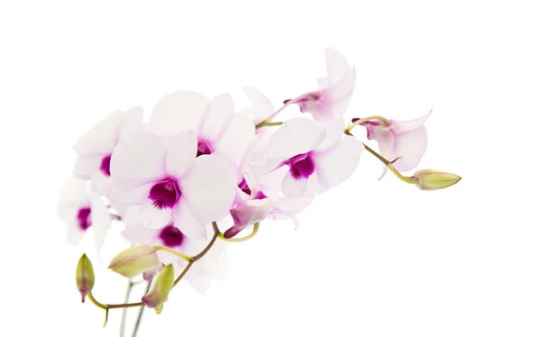 Mooi wit; dentrobium orchid met donkere paarse centra; geïsoleerd op witte achtergrond; — Stockfoto