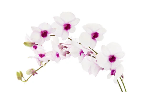 Mooi wit; dentrobium orchid met donkere paarse centra; geïsoleerd op witte achtergrond; — Stockfoto