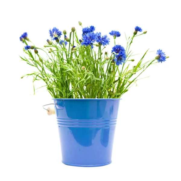 Cornflowers in ornamental blue bucket isolated on white; — Stock Photo, Image