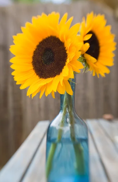 stock image Two bright beautiful sunflowers in blue glass vase on garden table, set outside, cool fly-in lens efect