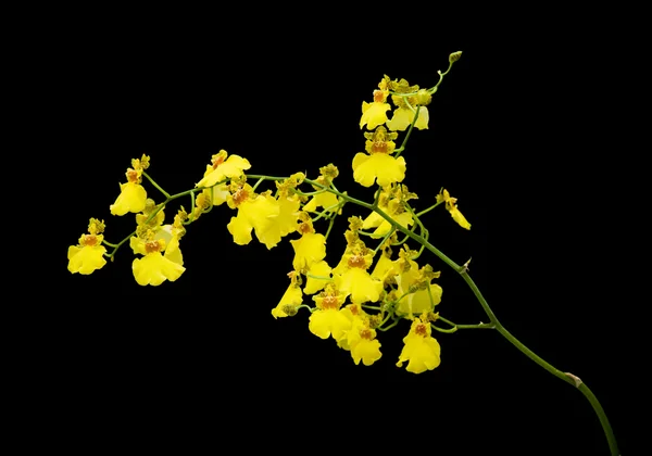Parlak sarı oncidium orkide siyah arka plan üzerine izole; — Stok fotoğraf