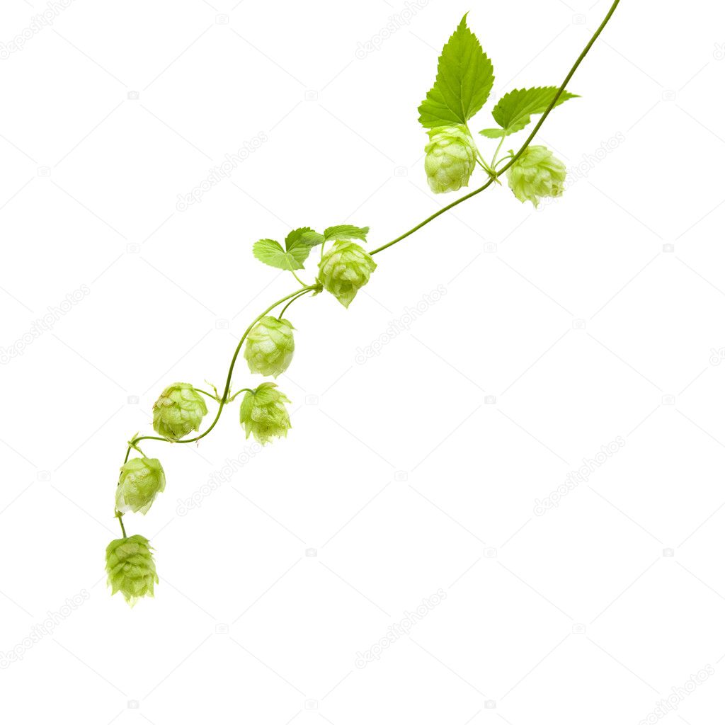 Hops (Humulus lupulus) branch isolated on white background; a