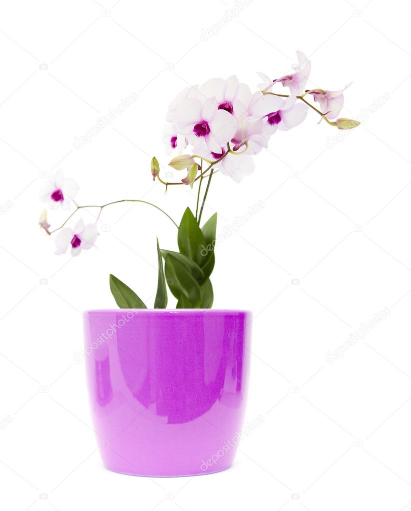 Beautiful white; dentrobium orchid with dark purple centers in light lilac pot; isolated on white background