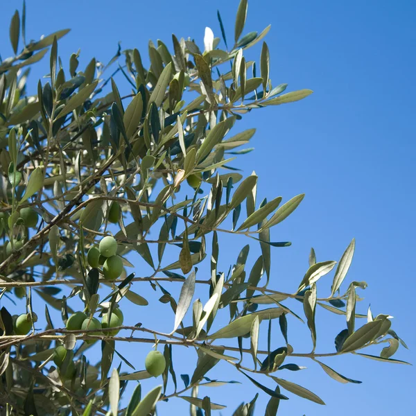 Olivkvist med gröna oliver mot blå himmel — Stockfoto