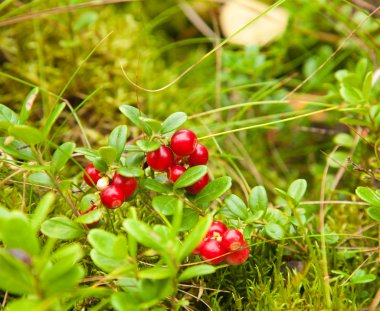 Vaccinium vitis-idaea, İsveç kirazı, yabanmersini,