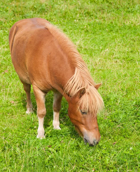 Pascolo pony zenzero — Foto Stock