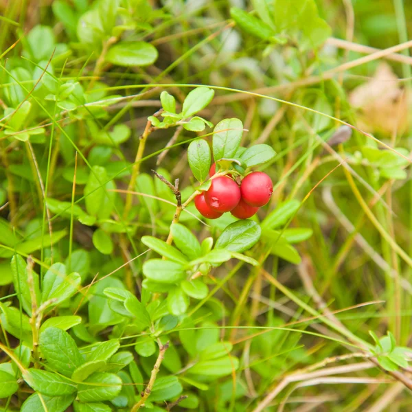 Vaccinium 왕 idaea, lingonberry, cowberry, — 스톡 사진