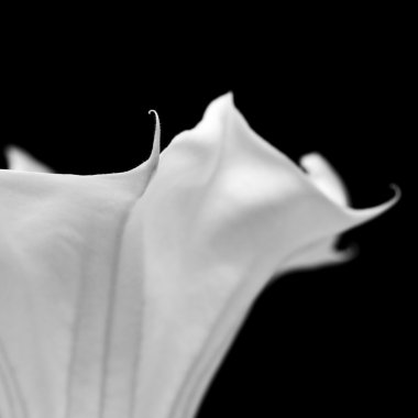 Datura çiçek