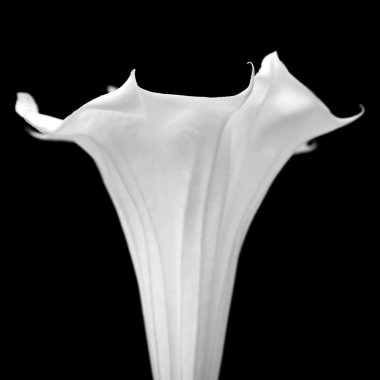 Datura çiçek