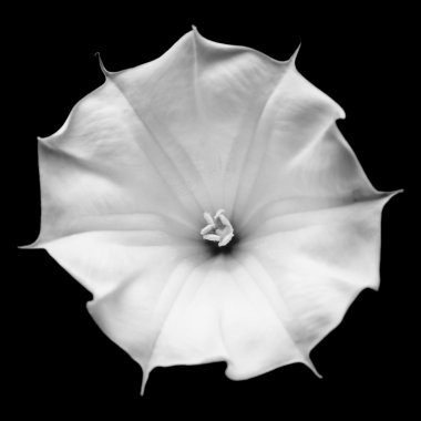 Datura çiçek