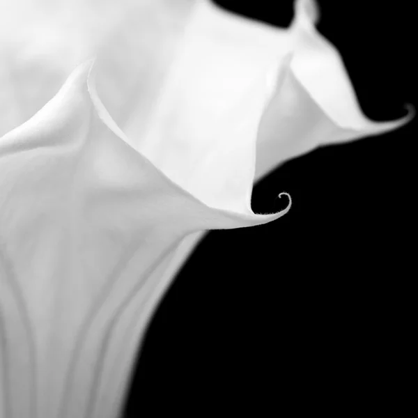 Datura bloem — Stockfoto