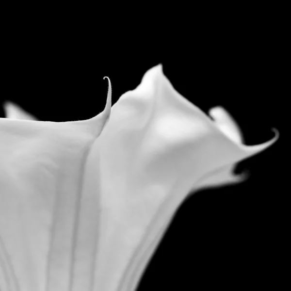 Datura blomma — Stockfoto