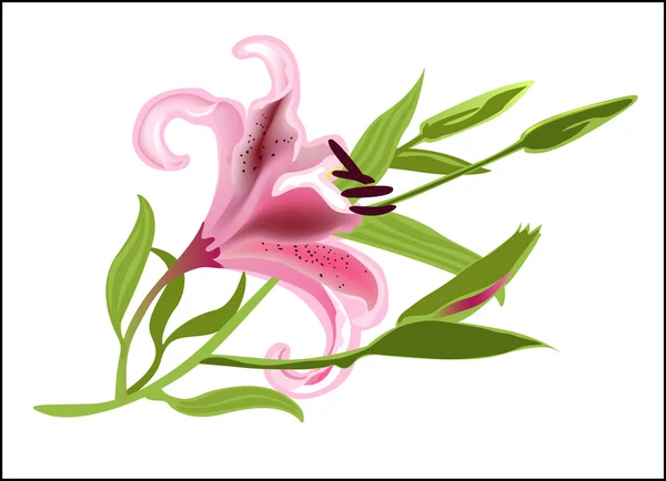 Lily merah muda - Stok Vektor