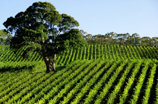 Hermoso viñedo — Foto de Stock