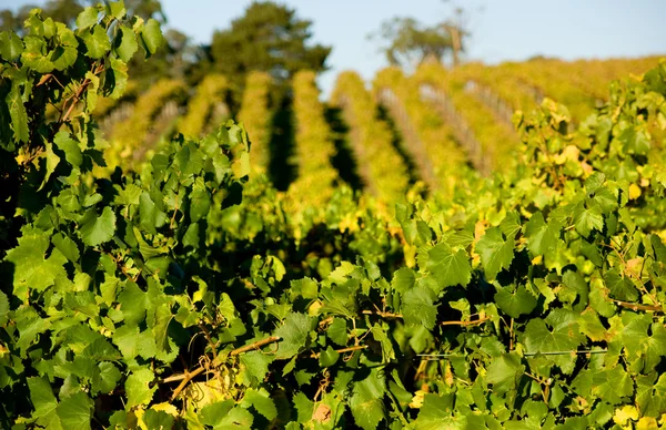 Verse groene wijnstokken — Stockfoto