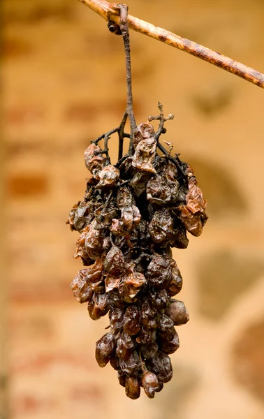 stock image Dried Grapes