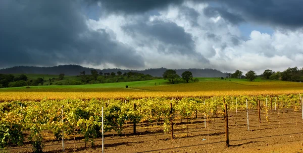 Herfst wijngaard storm — Stockfoto