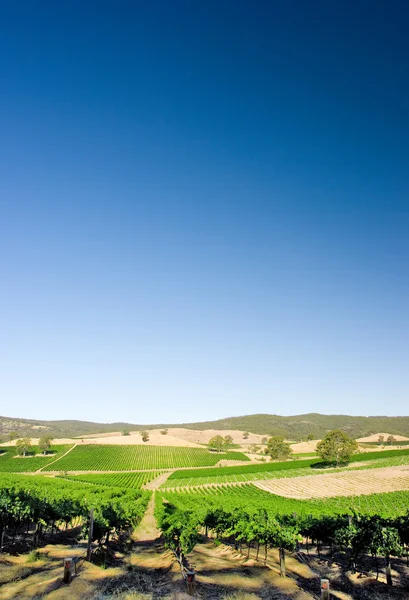 Vertikala vingård — Stockfoto