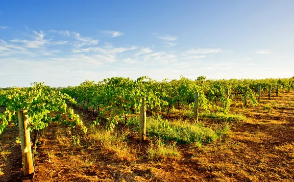 Tidig morgon vingård — Stockfoto