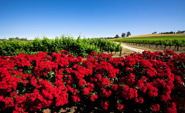 Weinberg mit roter Blume — Stockfoto