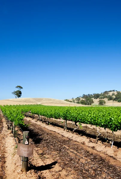 Сцена виноградников долины Баросса — стоковое фото
