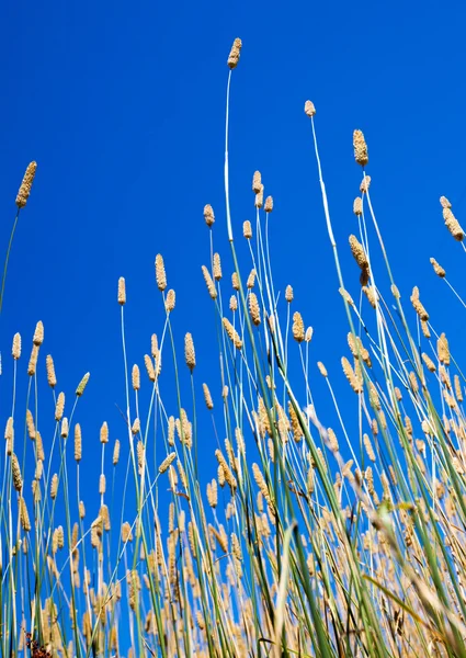 Трави літа — стокове фото